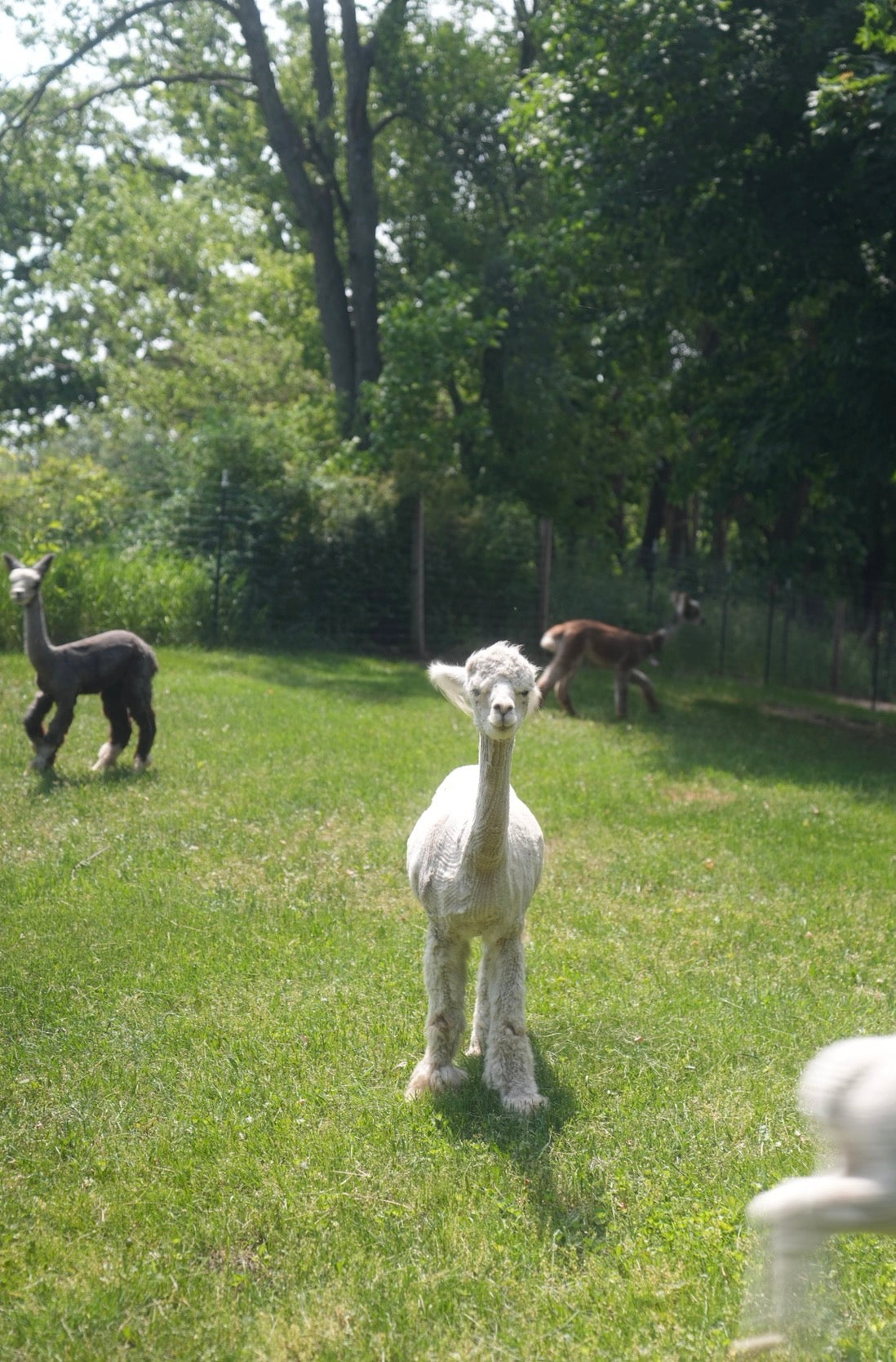 Unwind with Unique Llama Yoga and Brunch Events