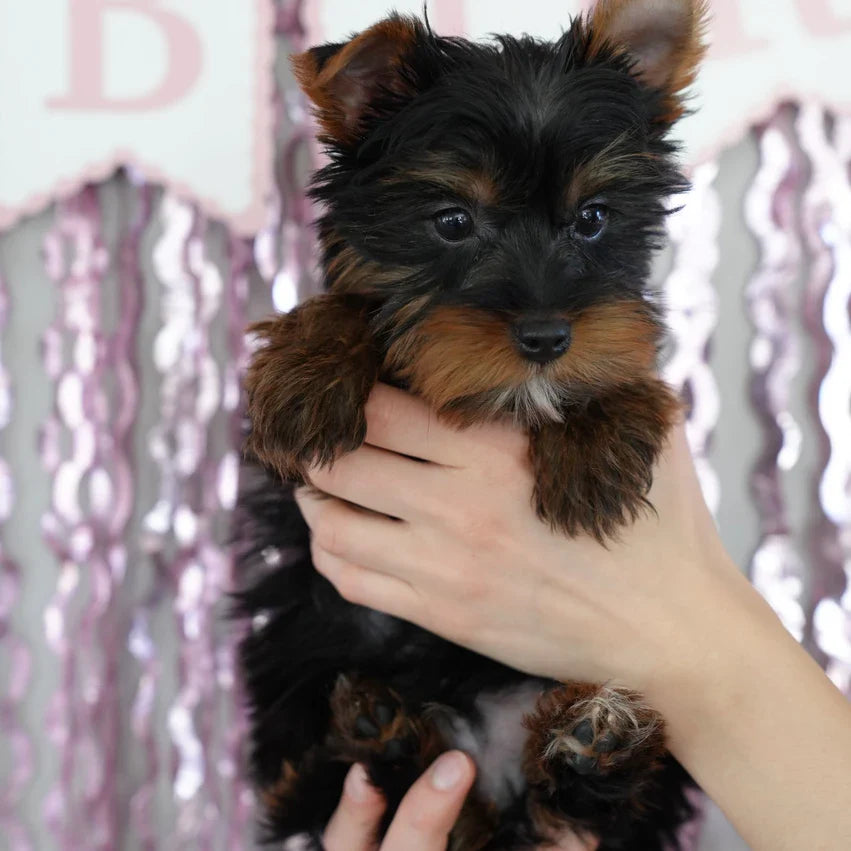 Puppy yoga March. Breed Announcement