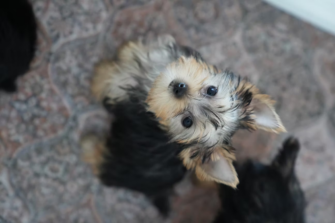 Puppy yoga December. Breed Announcement