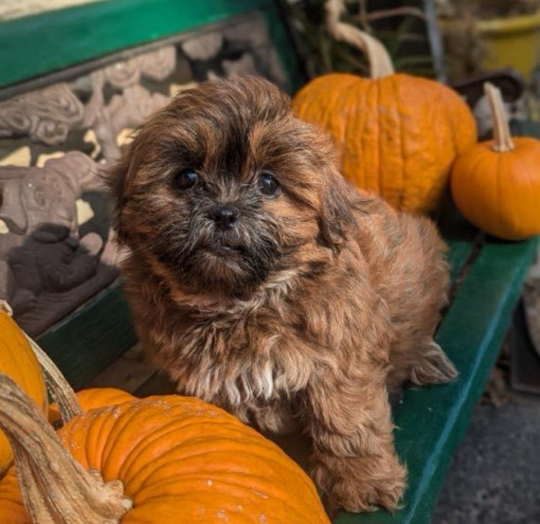 Puppy Yoga Announcement – November 1st!