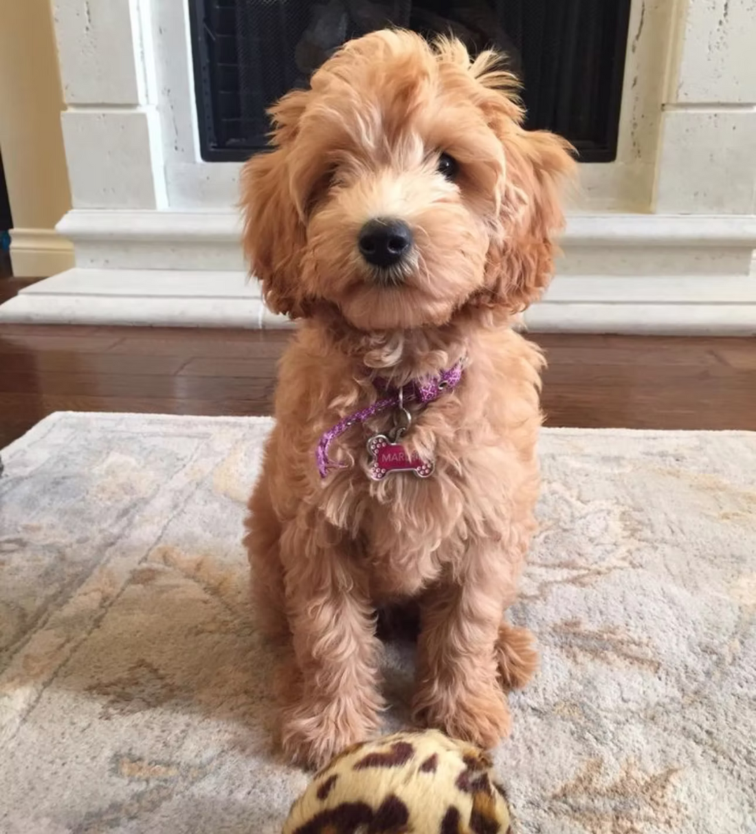 Puppy yoga October. Breed Announcement: Labradoodles