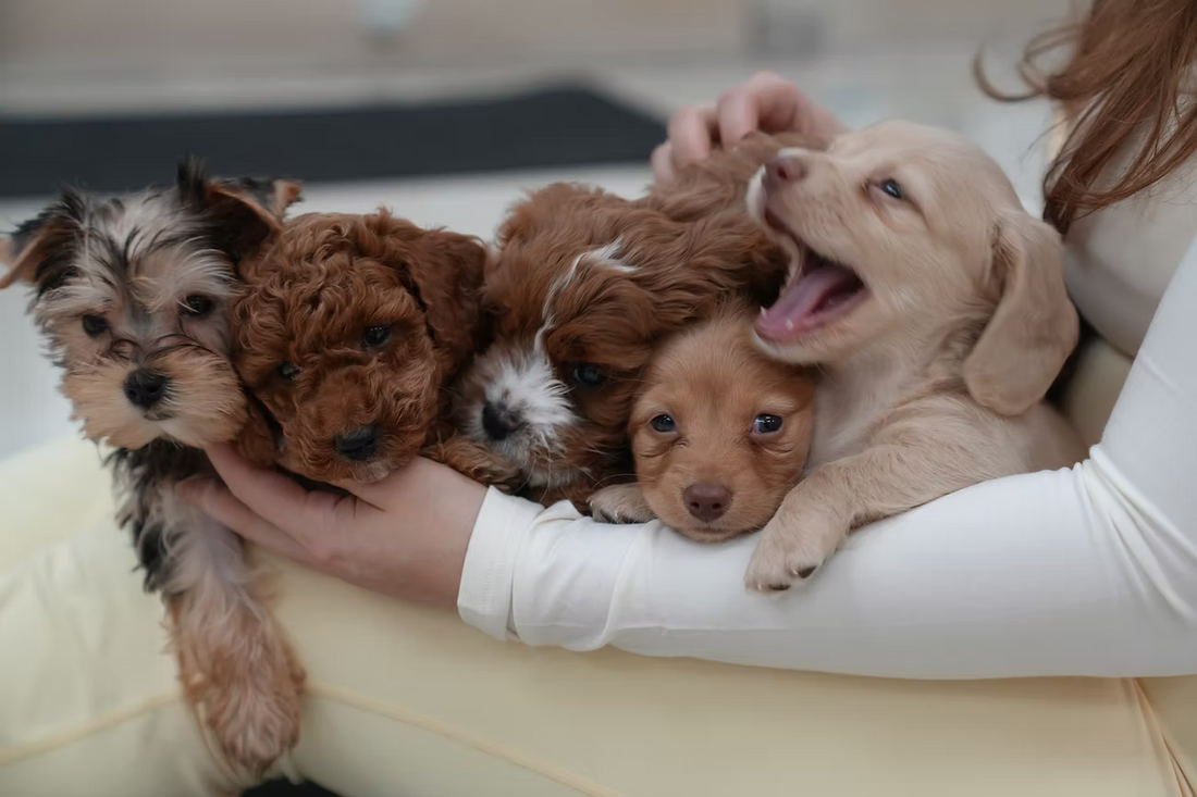 Puppy yoga February. Breed Announcement