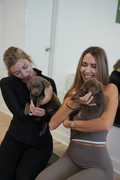 Puppy yoga SUBURBS