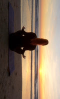“Lucky Sunrise” Tea Tasting & Sound Bath