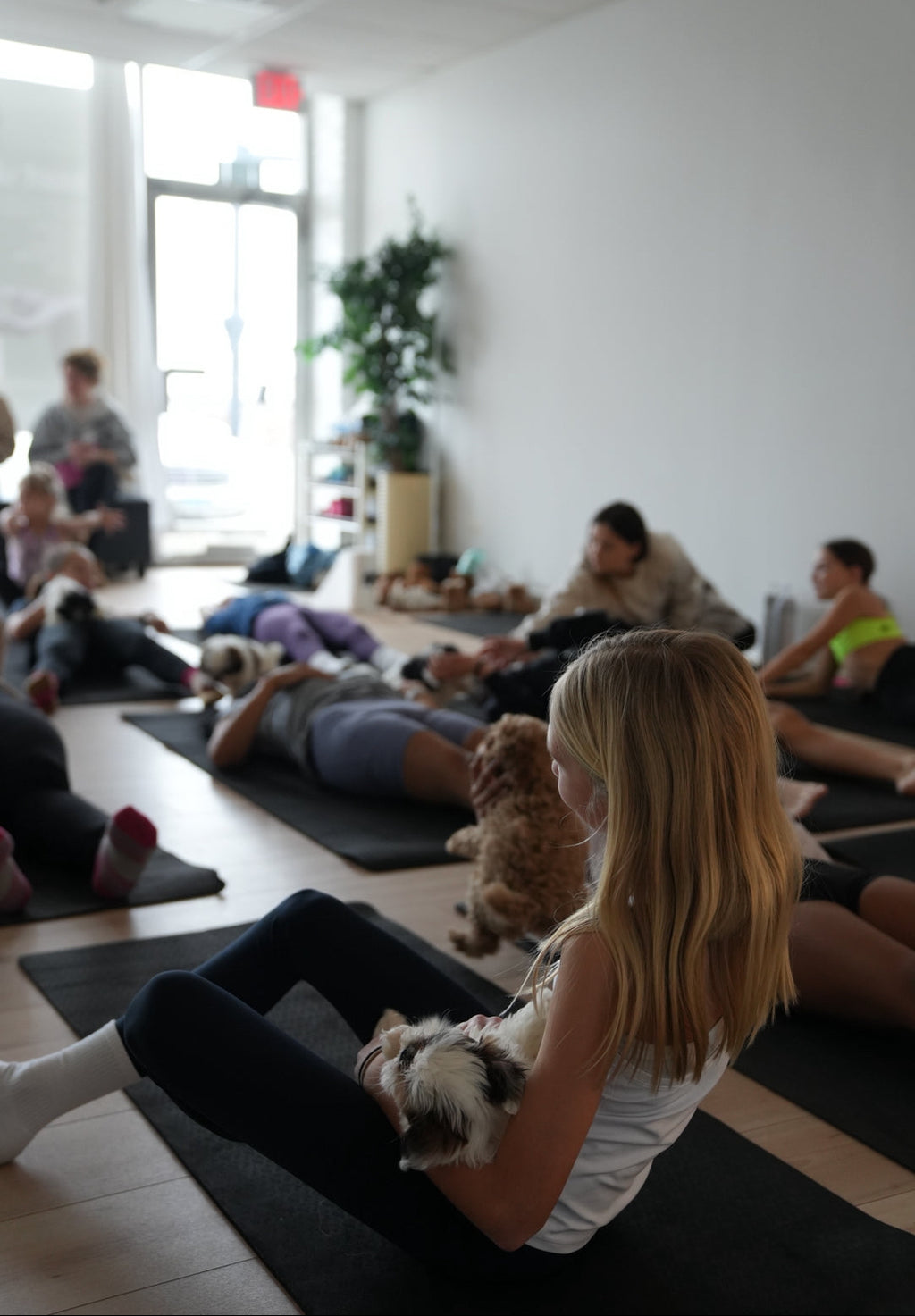 People participating in a yoga class with small dogs on mats in a bright room.