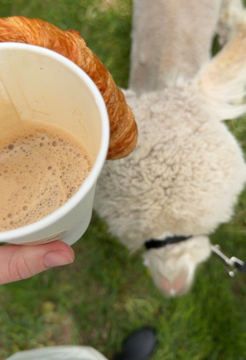 Llama & Alpaca Yoga & Brunch