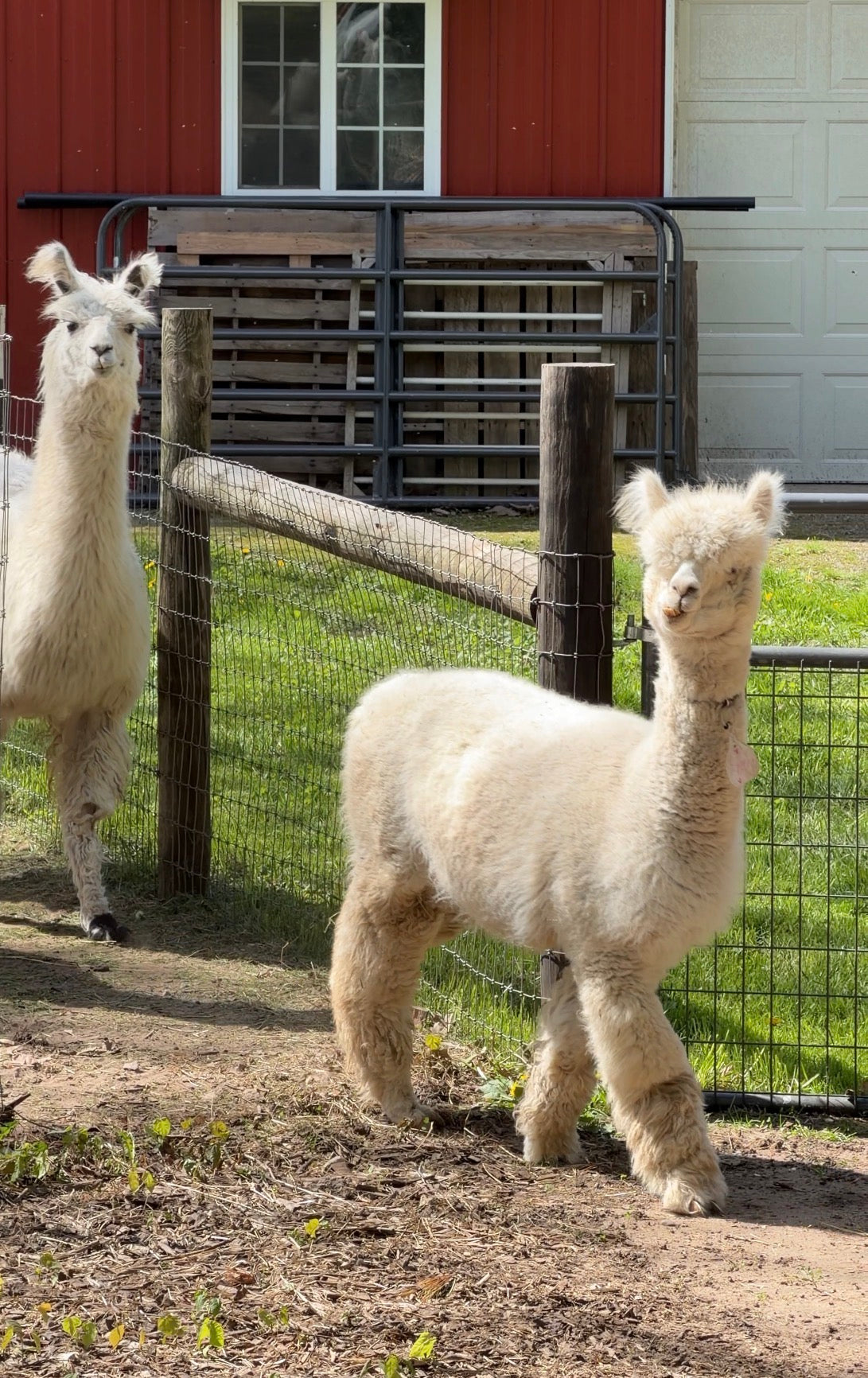 Llama & Alpaca Yoga & Brunch