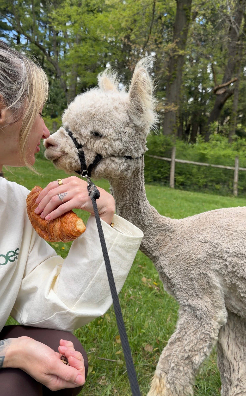 Llama & Alpaca Yoga & Brunch