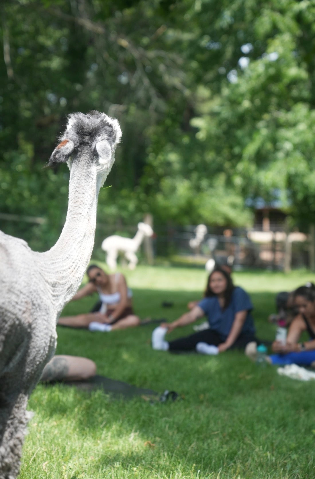 Llama & Alpaca Yoga & Brunch