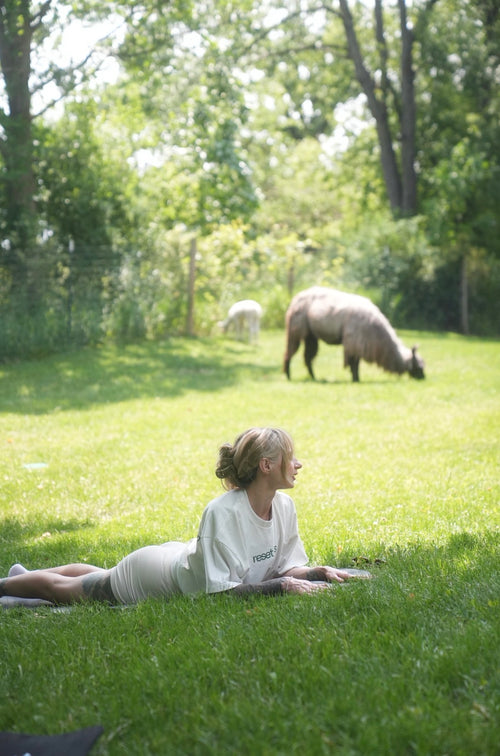 Llama & Alpaca Yoga & Brunch