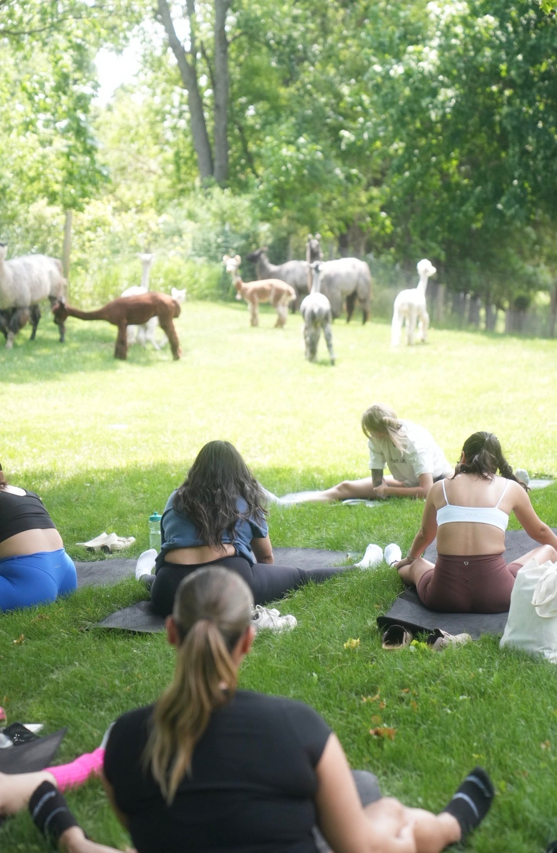 Llama & Alpaca Yoga & Brunch