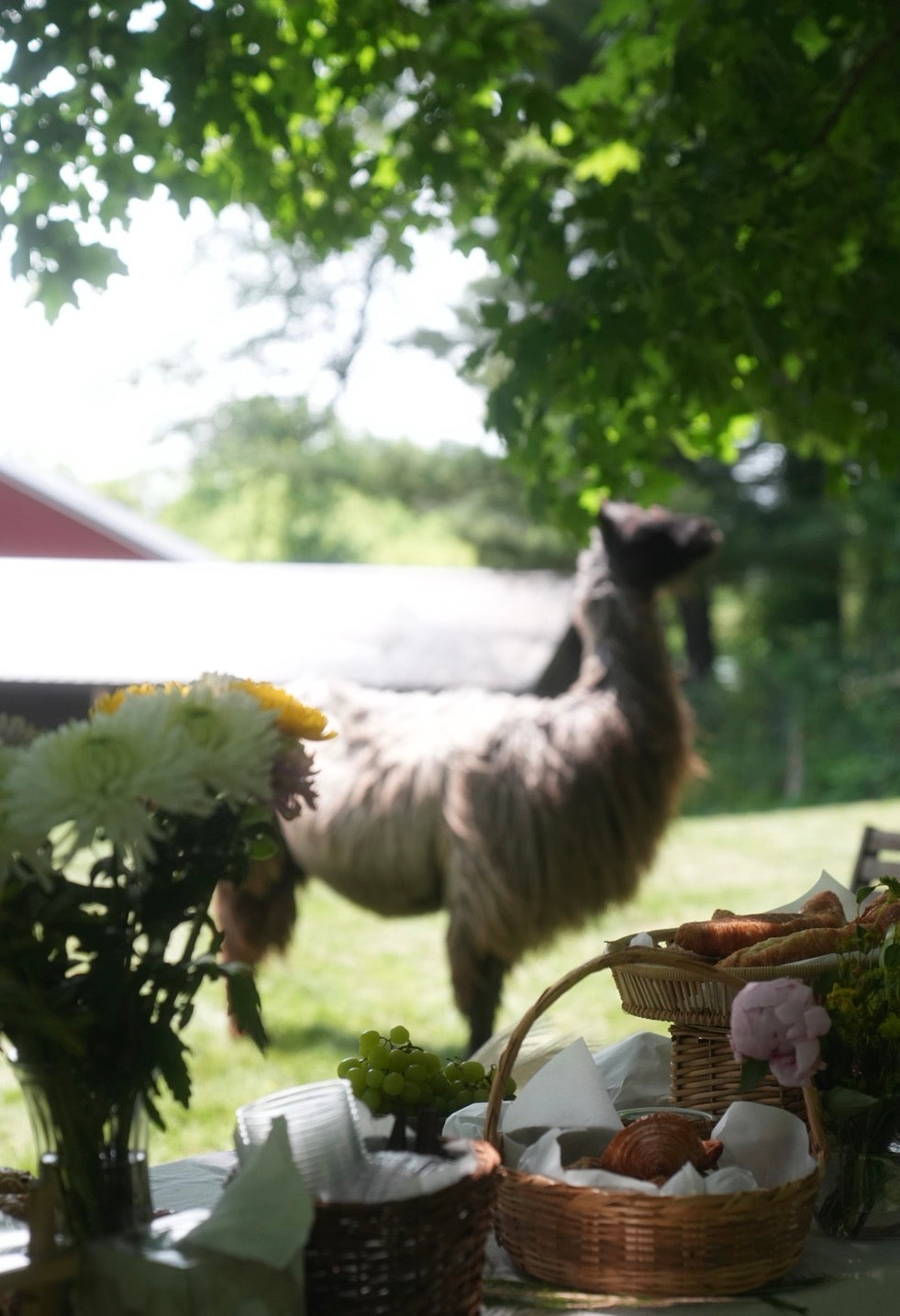 Llama & Alpaca Yoga & Brunch