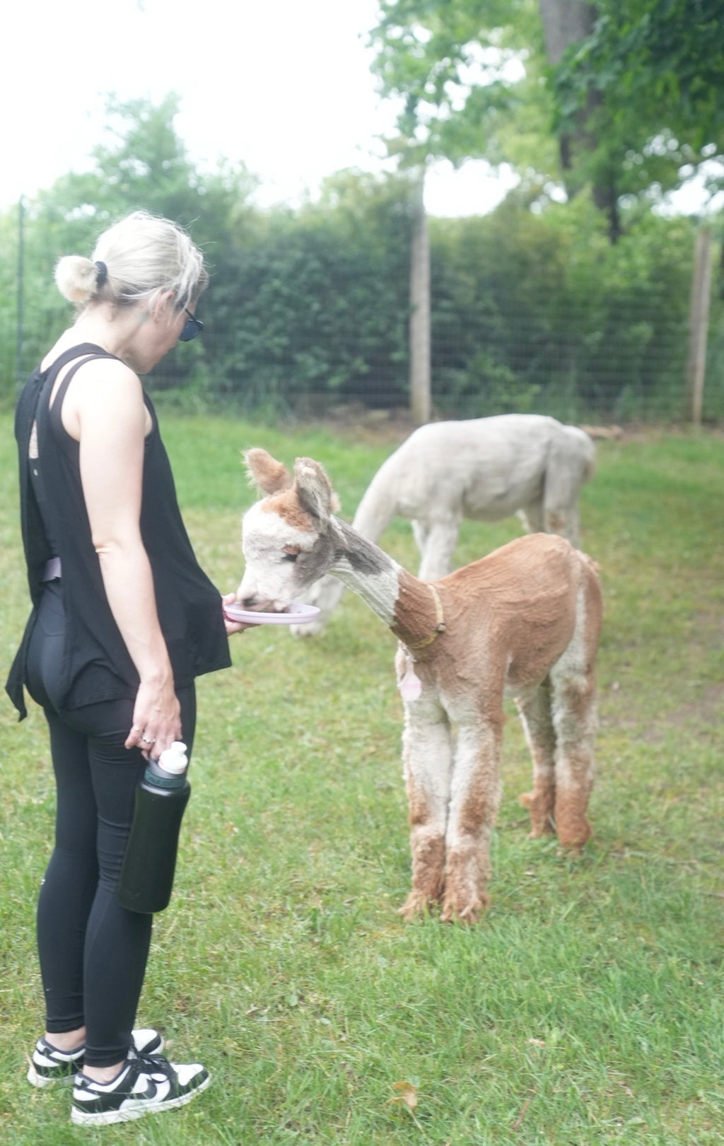Llama & Alpaca Yoga & Brunch