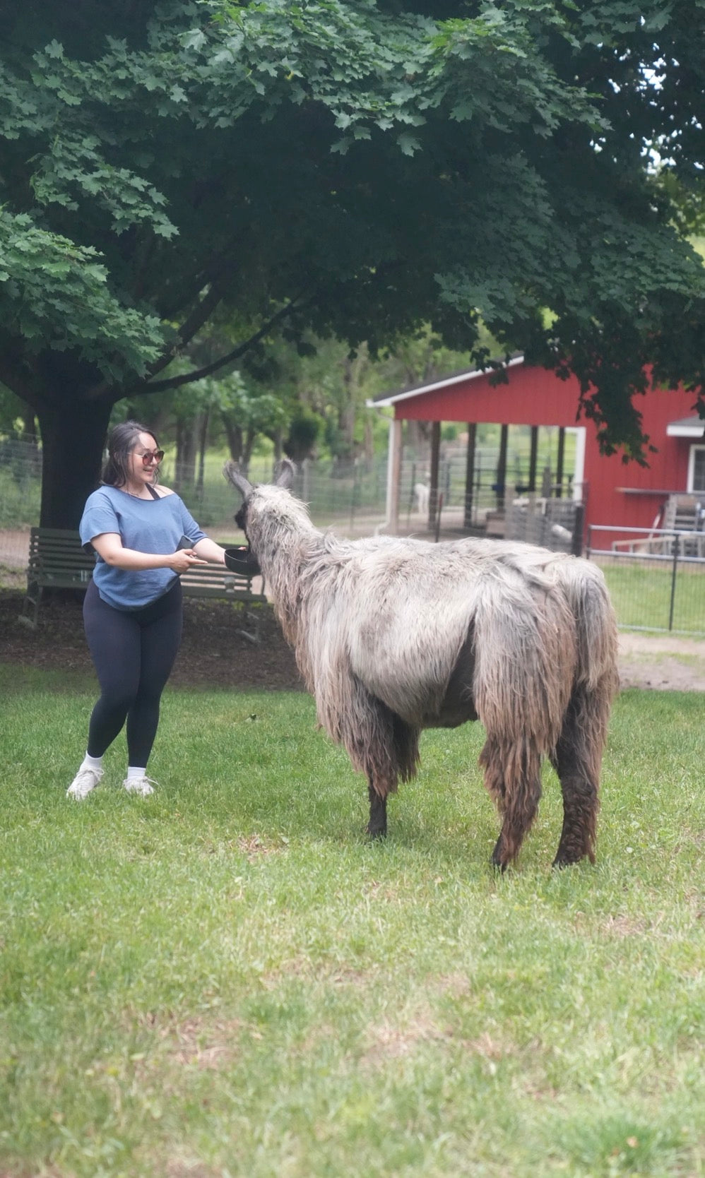 Llama & Alpaca Yoga & Brunch